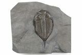 Dalmanites Trilobite Fossil - New York #357133-1